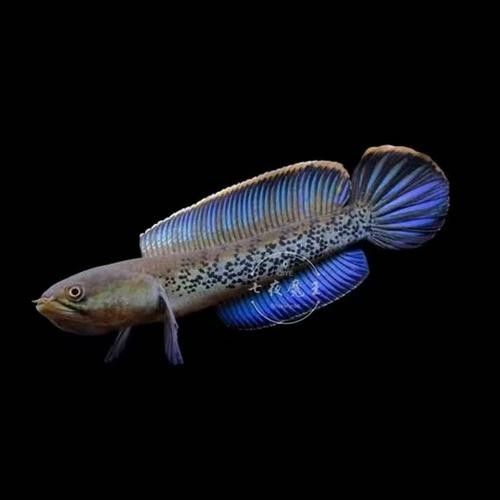 藍雷龍魚的價格是多少？：藍雷龍魚價格多少錢一只雷龍魚多少錢一只景途漫游者