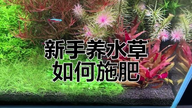 過背金龍魚缸水草需要哪些肥料：水草肥料怎么加氮磷鉀全解析