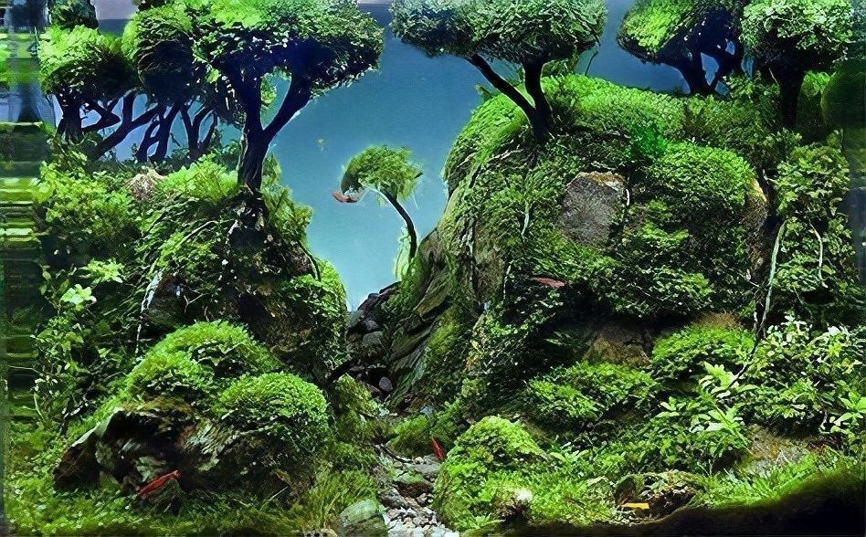 過背金龍魚缸水草需要哪些肥料：水草肥料怎么加氮磷鉀全解析