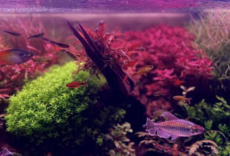 過背金龍魚缸水草需要哪些肥料：水草肥料怎么加氮磷鉀全解析