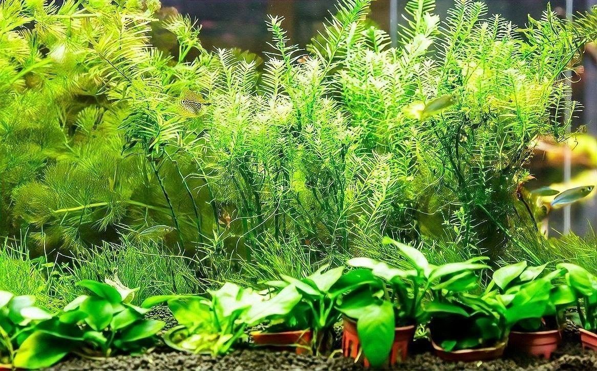 過背金龍魚缸水草需要哪些肥料：水草肥料怎么加氮磷鉀全解析