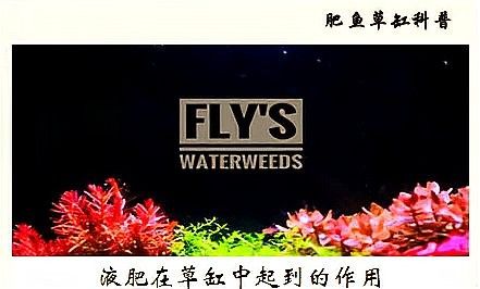 過背金龍魚缸水草需要哪些肥料：水草肥料怎么加氮磷鉀全解析