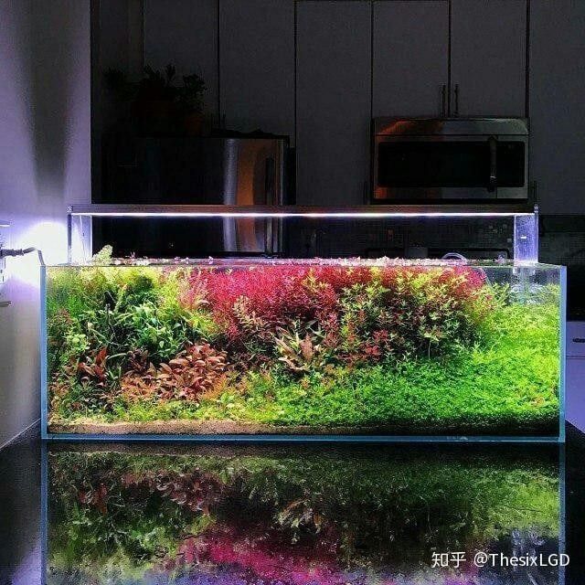 過背金龍魚缸水草需要哪些肥料：水草肥料怎么加氮磷鉀全解析