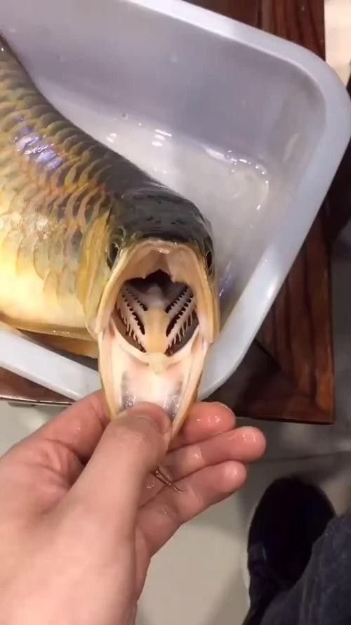 金龍魚牙齒的圖片：男子2萬買的“啞巴”金龍魚掰開嘴巴發現驚喜,店老板氣暈花花
