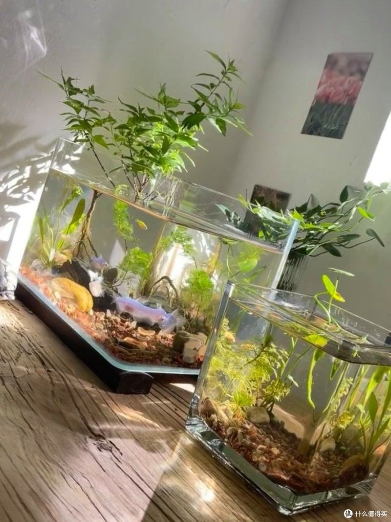 混養時，應該選擇多大尺寸的魚缸：twincamfx魚缸大小選擇全解析