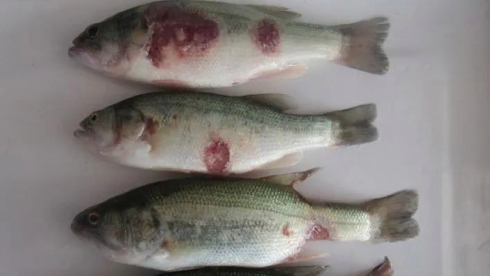 黑霉病會傳染給其他魚嗎：黑霉病會傳染其他魚嗎