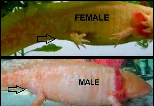如何區分六角恐龍的雌雄？：六角恐龍魚公母區分法 如何區分六角恐龍的雌雄？：六角恐龍魚公母區分法 龍魚百科 第4張