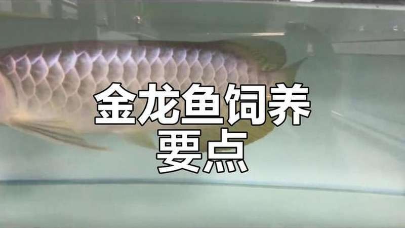 金龍魚疾病防治視頻：關(guān)于金龍魚疾病防治的視頻資源及相關(guān)資源及相關(guān)要點(diǎn)