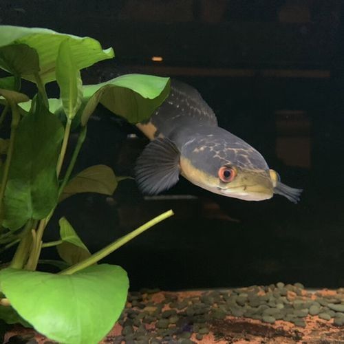 黑摩神雷龍魚的市場價格是多少：黑魔神雷龍魚市場價格