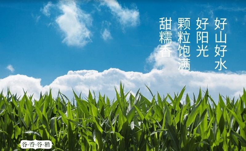 金龍魚標簽設計有哪些風格：金龍魚標簽設計風格根據品牌定位和產品線差異呈現多樣化特征 金龍魚標簽設計有哪些風格：金龍魚標簽設計風格根據品牌定位和產品線差異呈現多樣化特征 龍魚百科 第25張