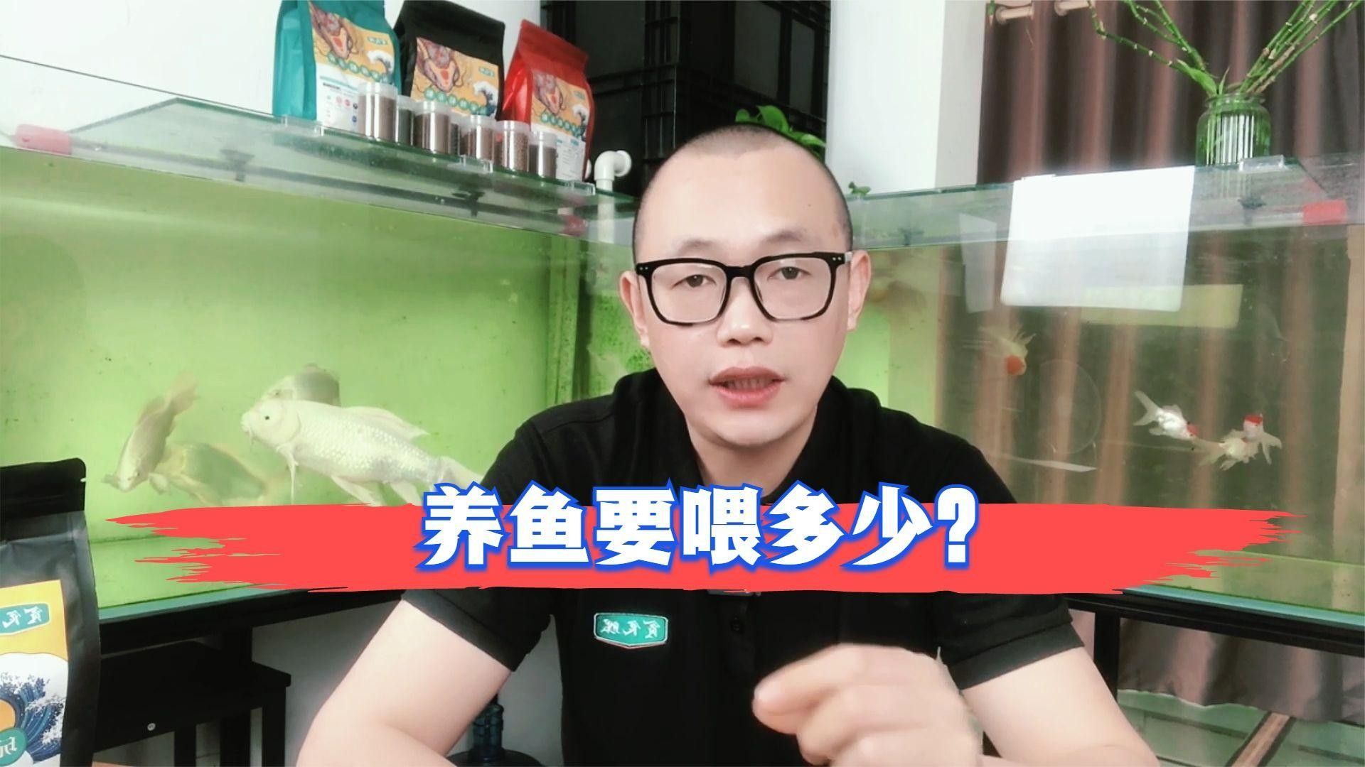 蝴蝶鯉一天喂多少合適：蝴蝶鯉喂食頻率和食量需根據(jù)魚體尺寸、季節(jié)及飼養(yǎng)環(huán)境綜合調整