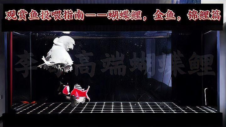蝴蝶鯉一天喂多少合適：蝴蝶鯉喂食頻率和食量需根據(jù)魚體尺寸、季節(jié)及飼養(yǎng)環(huán)境綜合調整