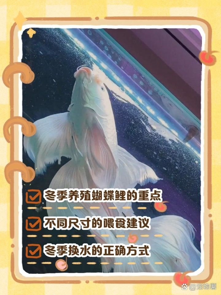 蝴蝶鯉一天喂多少合適：蝴蝶鯉喂食頻率和食量需根據(jù)魚體尺寸、季節(jié)及飼養(yǎng)環(huán)境綜合調整