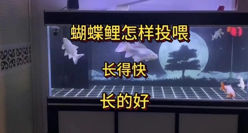 蝴蝶鯉一天喂多少合適：蝴蝶鯉喂食頻率和食量需根據(jù)魚體尺寸、季節(jié)及飼養(yǎng)環(huán)境綜合調整