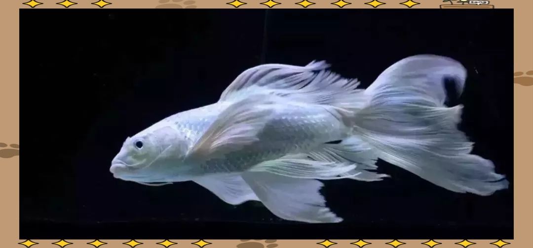 蝴蝶鯉一天喂多少合適：蝴蝶鯉喂食頻率和食量需根據(jù)魚體尺寸、季節(jié)及飼養(yǎng)環(huán)境綜合調整
