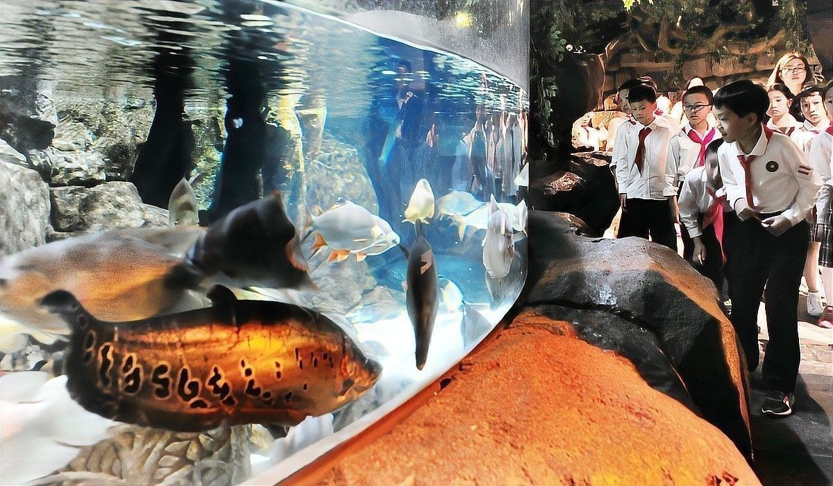 六角恐龍魚能聽懂主人說話嗎：六角恐龍魚真的會認(rèn)主人嗎揭秘水寵世界的奇妙情感世界