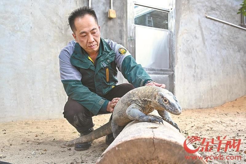 龍族繁育機制的歷史背景：恐龍未解之謎
