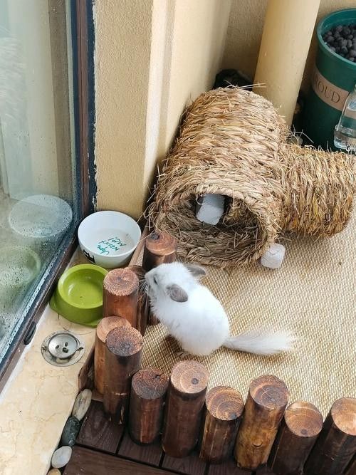 龍貓散養需要哪些設施？：龍貓散養需確保環境安全且符合其習性