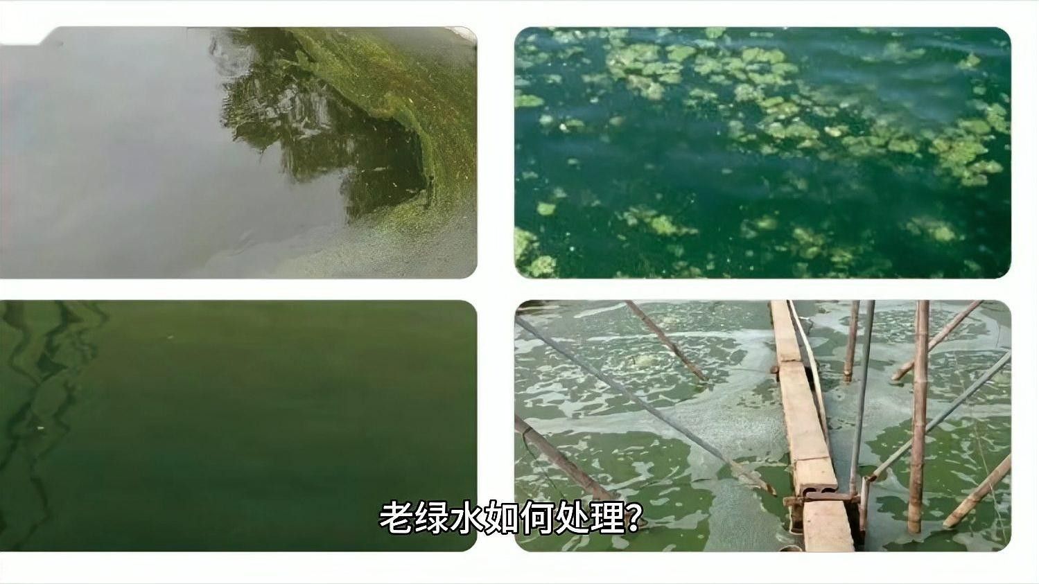 如何控制綠水的濃度？：控制綠水濃度需綜合調(diào)節(jié)光照、換水頻率和喂食量