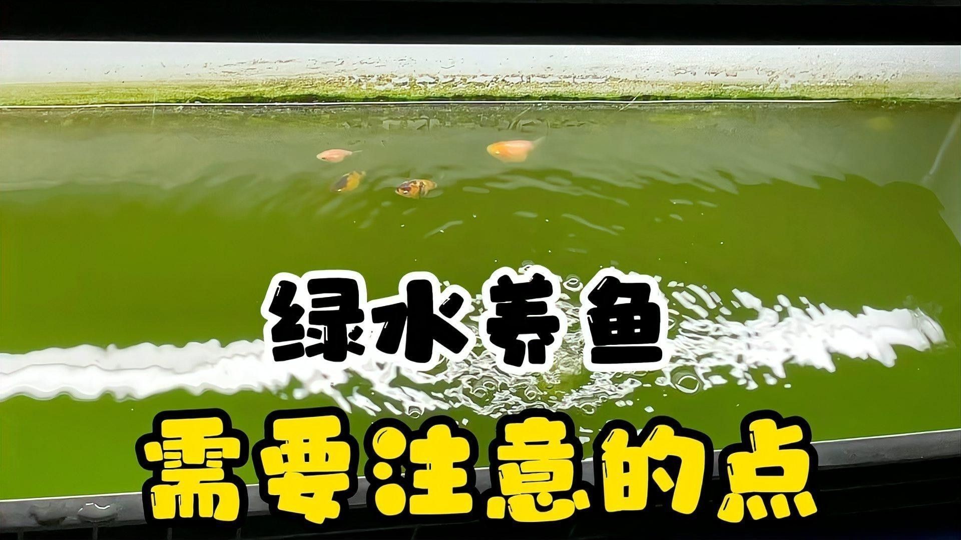 如何控制綠水的濃度？：控制綠水濃度需綜合調(diào)節(jié)光照、換水頻率和喂食量