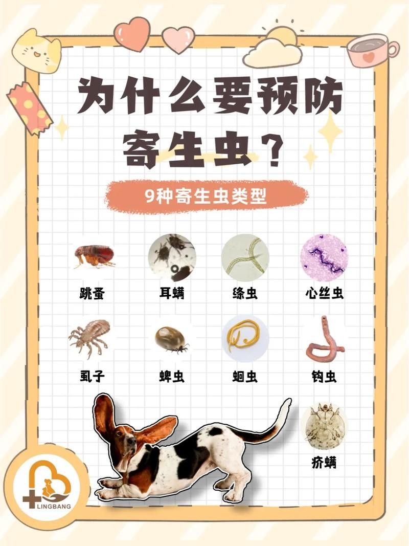 如何預防寄生蟲感染？：如何預防寄生蟲感染