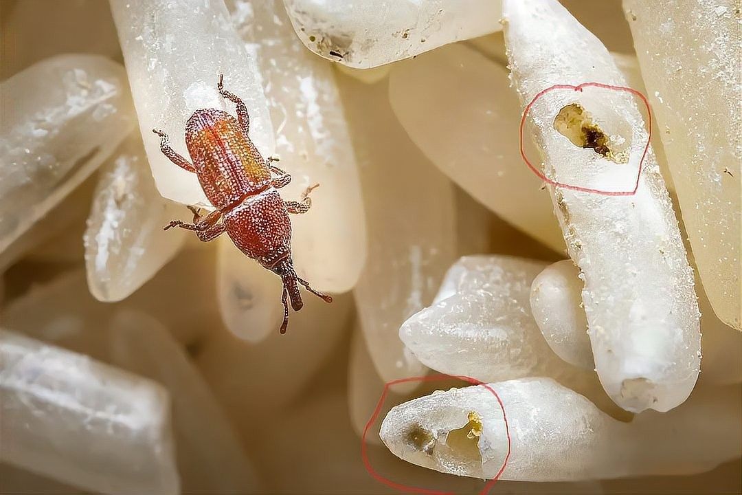 如何預防寄生蟲感染？：如何預防寄生蟲感染