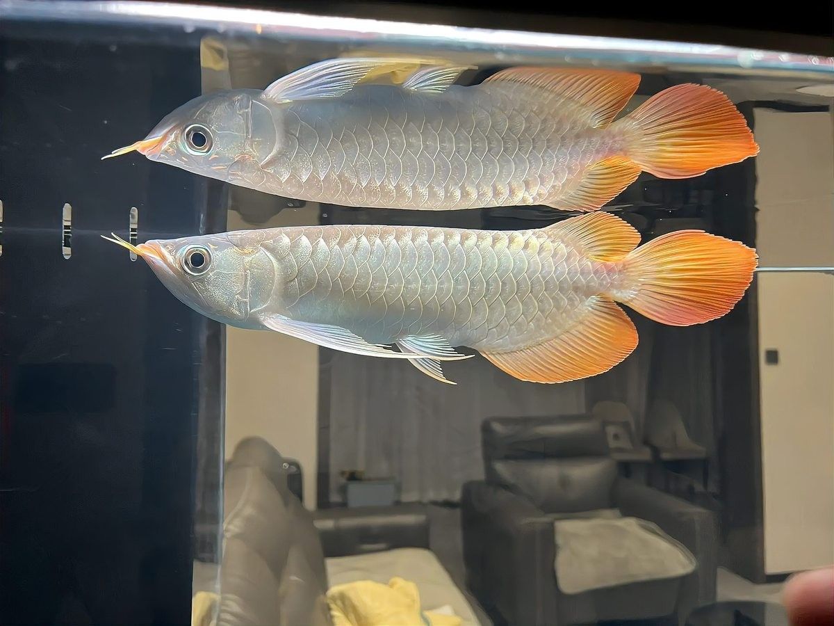 哪些人適合養金龍魚？：養魚指南|現實生活中，哪些人群比較適合飼養金龍魚 哪些人適合養金龍魚？：養魚指南|現實生活中，哪些人群比較適合飼養金龍魚 龍魚百科 第2張