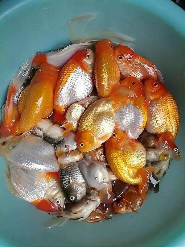 龍魚(yú)死亡后多久清洗魚(yú)缸合適：魚(yú)死了，怎么辦