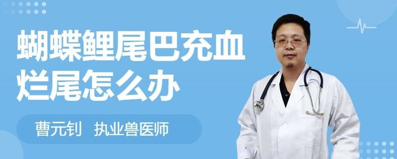 如何判斷蝴蝶鯉是否受傷感染：蝴蝶鯉受傷感染會(huì)自愈嗎