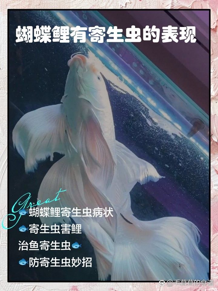 如何判斷蝴蝶鯉是否受傷感染：蝴蝶鯉受傷感染會(huì)自愈嗎