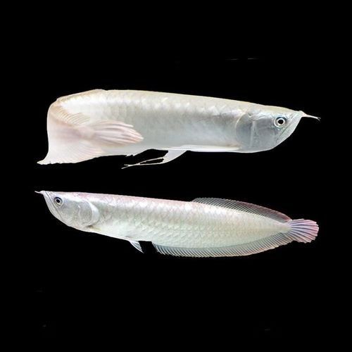 如何鑒別七彩金龍魚的品質(zhì)：七彩金龍魚的品質(zhì)需綜合鱗片表現(xiàn)、血統(tǒng)特征及飼養(yǎng)環(huán)境等多方面因素