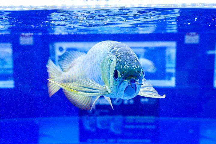 2025 長城杯世界龍虎魟魚錦標(biāo)賽（頒獎典禮）：2025長城杯世界龍虎魟魚錦標(biāo)賽頒獎典禮