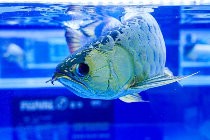 2025 長城杯世界龍虎魟魚錦標賽（頒獎典禮）：2025長城杯世界龍虎魟魚錦標賽頒獎典禮