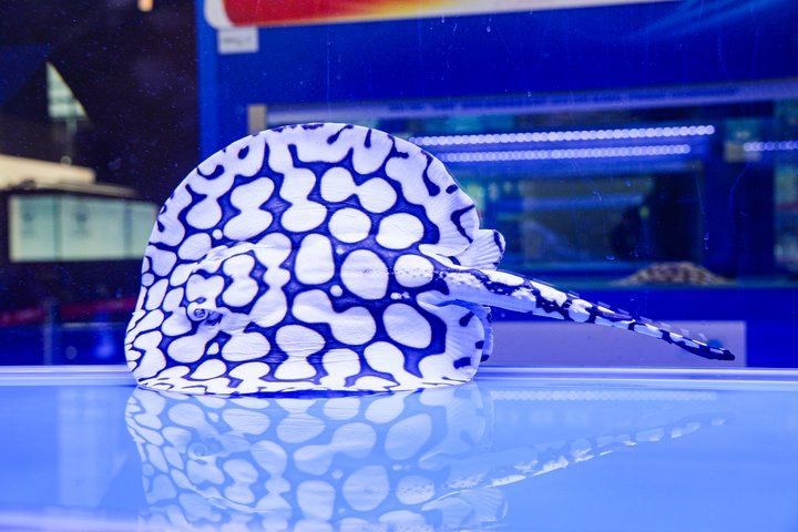 2025 長城杯世界龍虎魟魚錦標(biāo)賽（頒獎典禮）：2025長城杯世界龍虎魟魚錦標(biāo)賽頒獎典禮