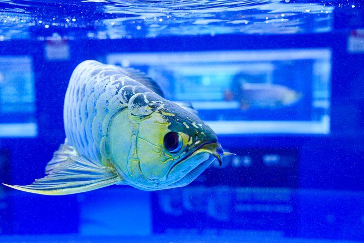 2025 長城杯世界龍虎魟魚錦標賽（頒獎典禮）：2025長城杯世界龍虎魟魚錦標賽頒獎典禮