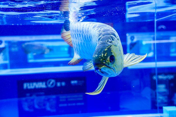 2025 長城杯世界龍虎魟魚錦標賽（頒獎典禮）：2025長城杯世界龍虎魟魚錦標賽頒獎典禮