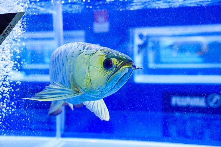 2025 長城杯世界龍虎魟魚錦標賽（頒獎典禮）：2025長城杯世界龍虎魟魚錦標賽頒獎典禮