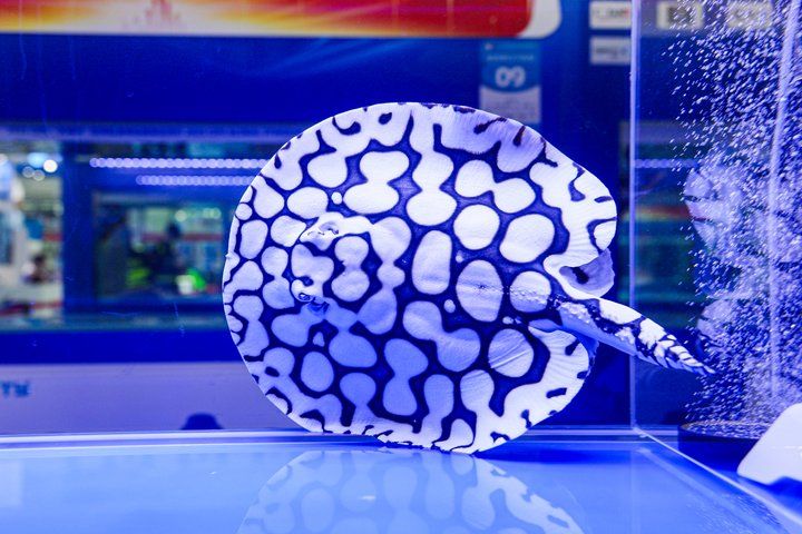 2025 長城杯世界龍虎魟魚錦標(biāo)賽（頒獎典禮）：2025長城杯世界龍虎魟魚錦標(biāo)賽頒獎典禮