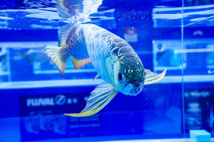 2025 長城杯世界龍虎魟魚錦標賽（頒獎典禮）：2025長城杯世界龍虎魟魚錦標賽頒獎典禮