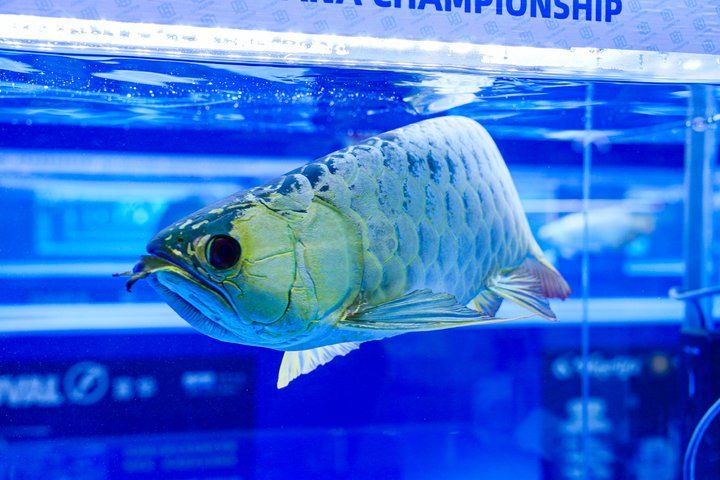 2025 長城杯世界龍虎魟魚錦標賽（頒獎典禮）：2025長城杯世界龍虎魟魚錦標賽頒獎典禮