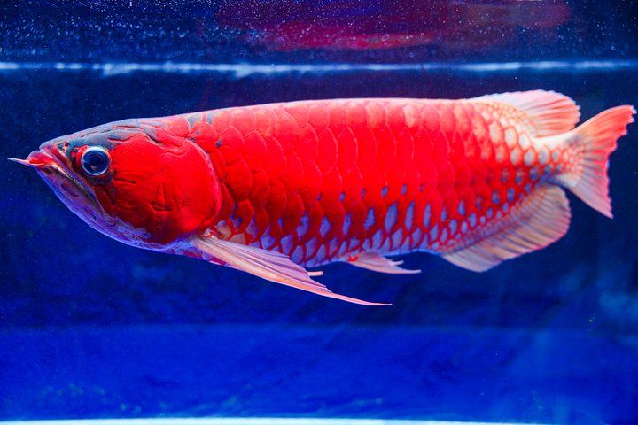 2025 長城杯世界龍虎魟魚錦標賽（頒獎典禮）：2025長城杯世界龍虎魟魚錦標賽頒獎典禮