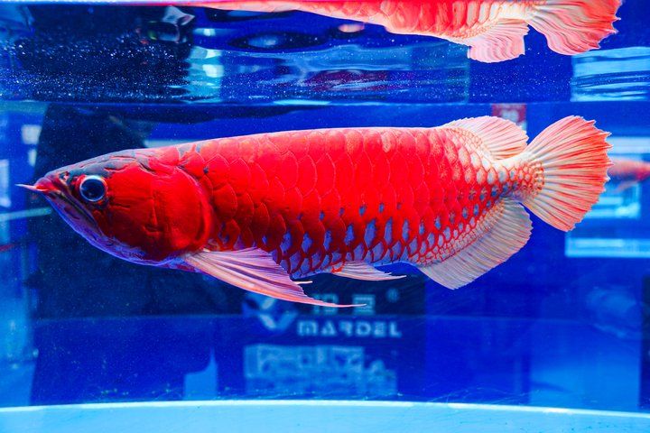 2025 長城杯世界龍虎魟魚錦標賽（頒獎典禮）：2025長城杯世界龍虎魟魚錦標賽頒獎典禮