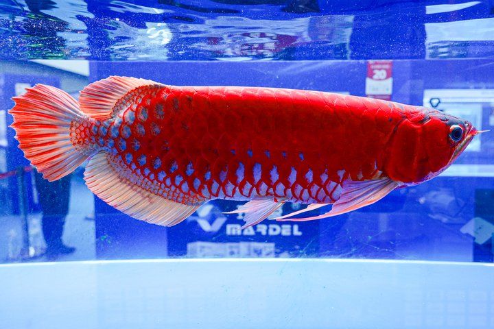 2025 長城杯世界龍虎魟魚錦標賽（頒獎典禮）：2025長城杯世界龍虎魟魚錦標賽頒獎典禮