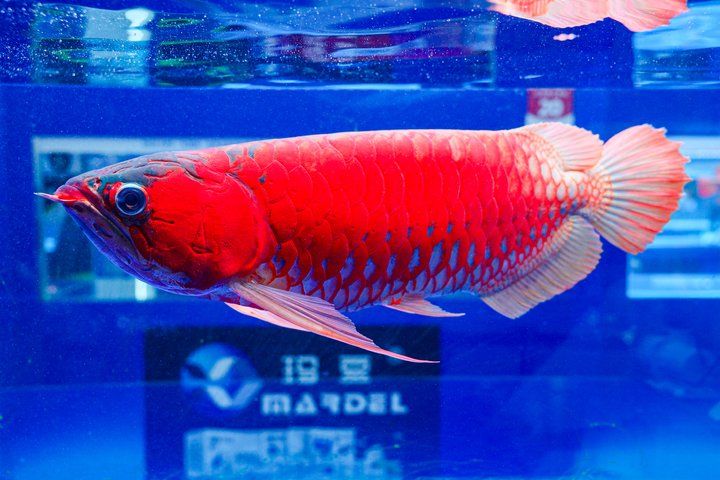 2025 長城杯世界龍虎魟魚錦標賽（頒獎典禮）：2025長城杯世界龍虎魟魚錦標賽頒獎典禮