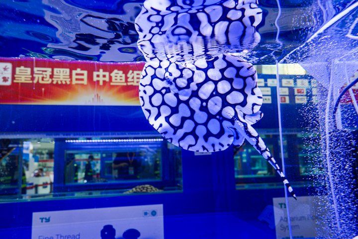 2025 長城杯世界龍虎魟魚錦標賽（頒獎典禮）：2025長城杯世界龍虎魟魚錦標賽頒獎典禮