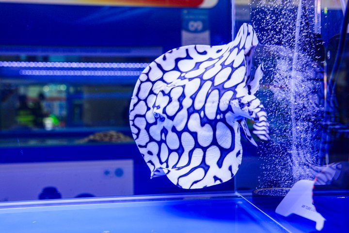 2025 長城杯世界龍虎魟魚錦標賽（頒獎典禮）：2025長城杯世界龍虎魟魚錦標賽頒獎典禮