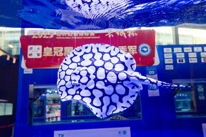 2025 長城杯世界龍虎魟魚錦標賽（頒獎典禮）：2025長城杯世界龍虎魟魚錦標賽頒獎典禮