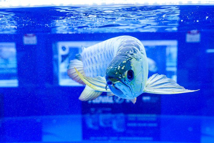 2025 長城杯世界龍虎魟魚錦標賽（頒獎典禮）：2025長城杯世界龍虎魟魚錦標賽頒獎典禮