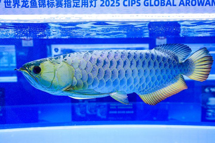 2025 長城杯世界龍虎魟魚錦標賽（頒獎典禮）：2025長城杯世界龍虎魟魚錦標賽頒獎典禮