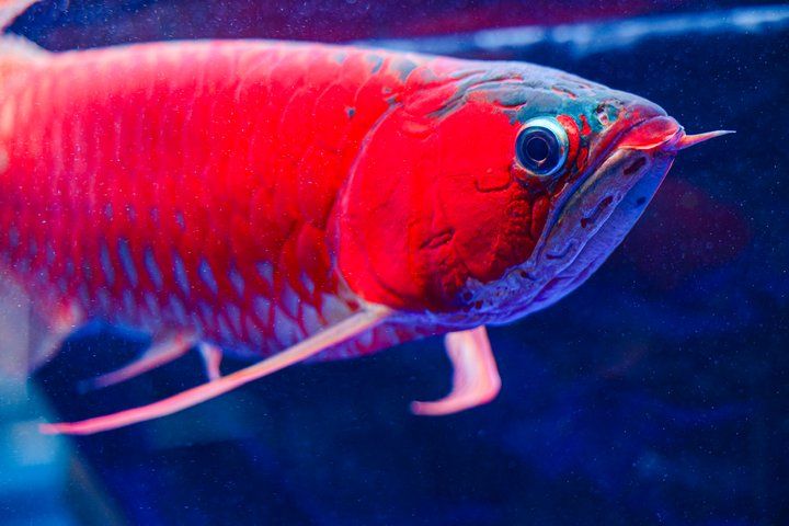2025 長城杯世界龍虎魟魚錦標賽（頒獎典禮）：2025長城杯世界龍虎魟魚錦標賽頒獎典禮